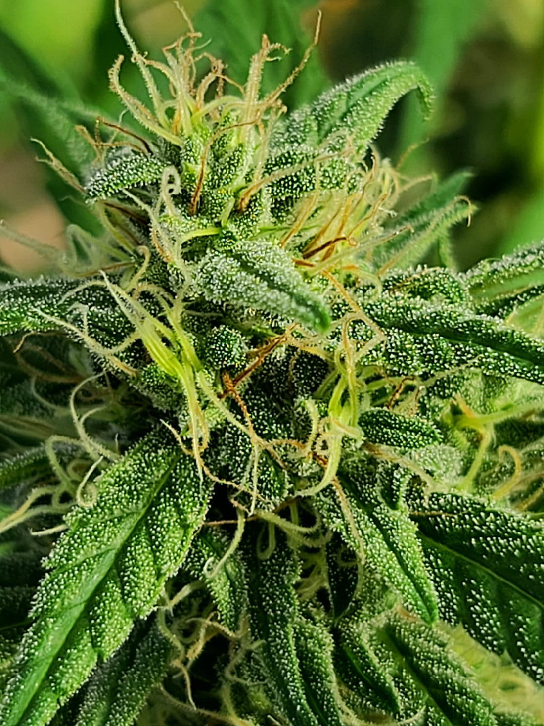 Pourquoi Consommer du CBD ? Les Bienfaits d'une Plante Naturelle
