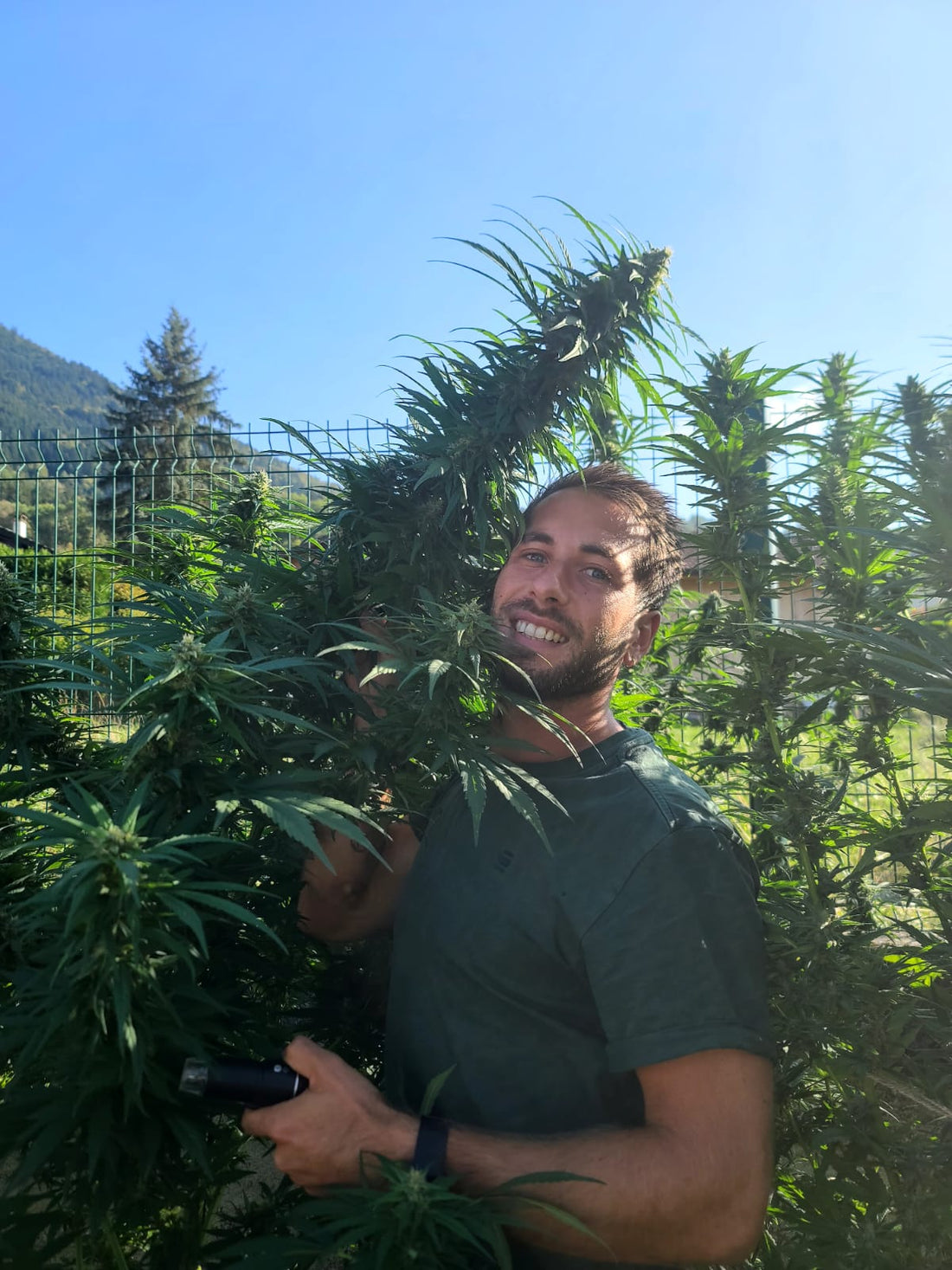 Du champ au flacon : une saison de chanvre en Haute-Savoie