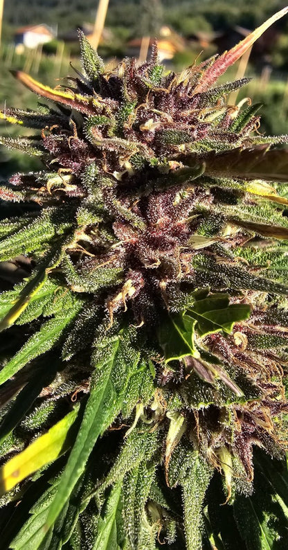 Zombie kush