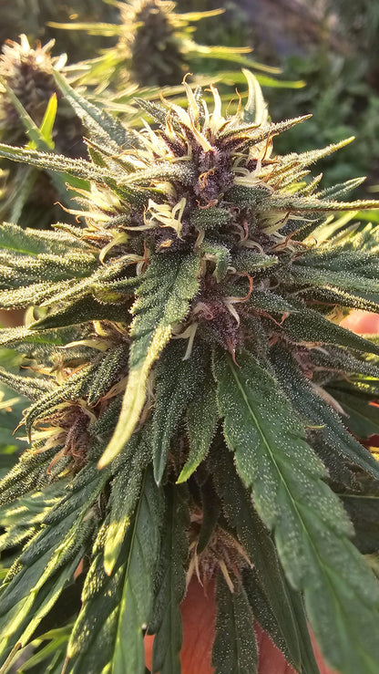Safir Kush