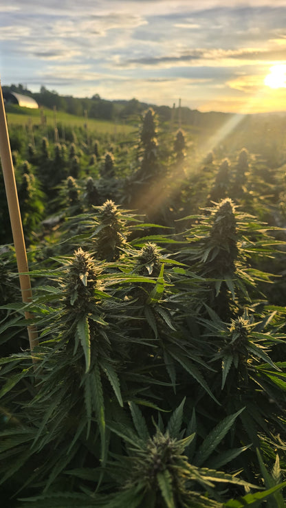 Safir Kush